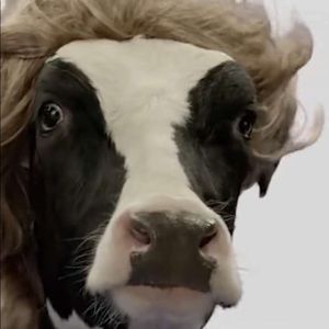 Meet your Posher, Bentley